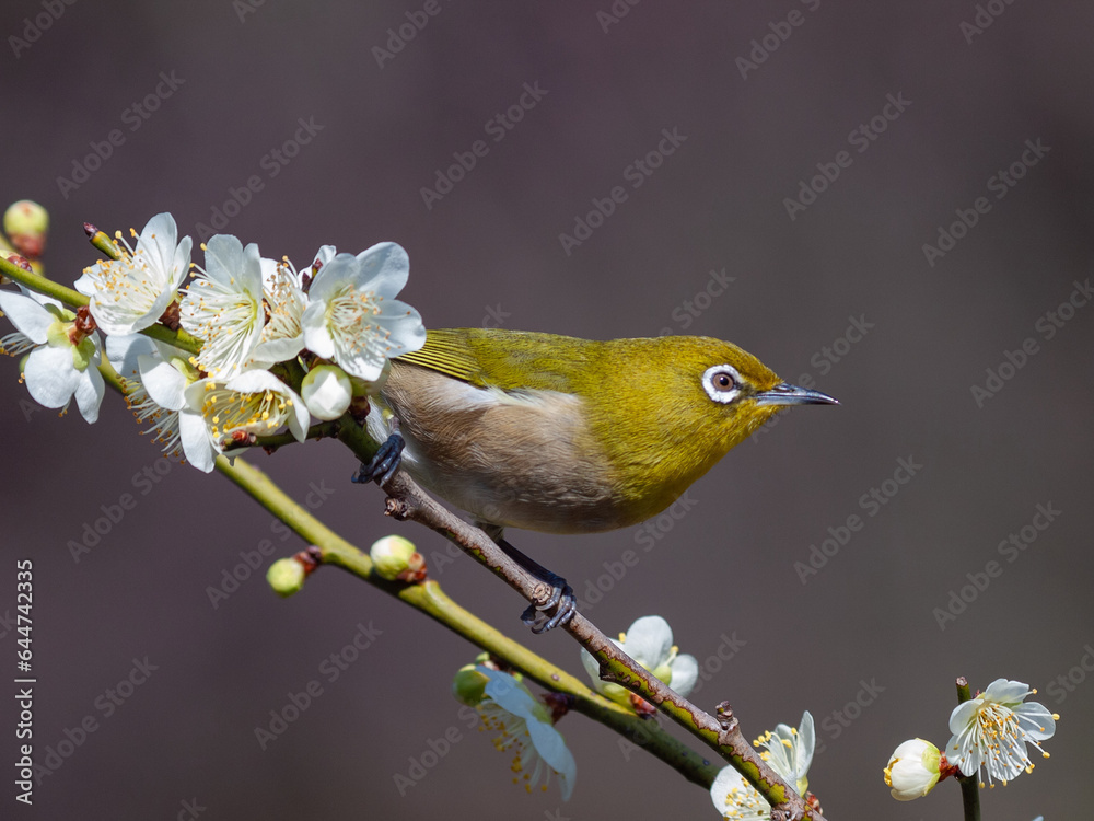 梅の花と野鳥のメジロ