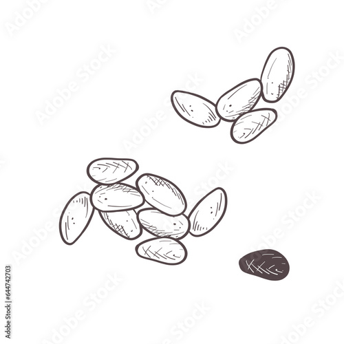 Vector illustration set of raw cocoa seeds. Black scillfull outline of cacao fruit, graphic drawing. For postcards, design and composition decoration, prints, posters, stickers, menu, stamps
