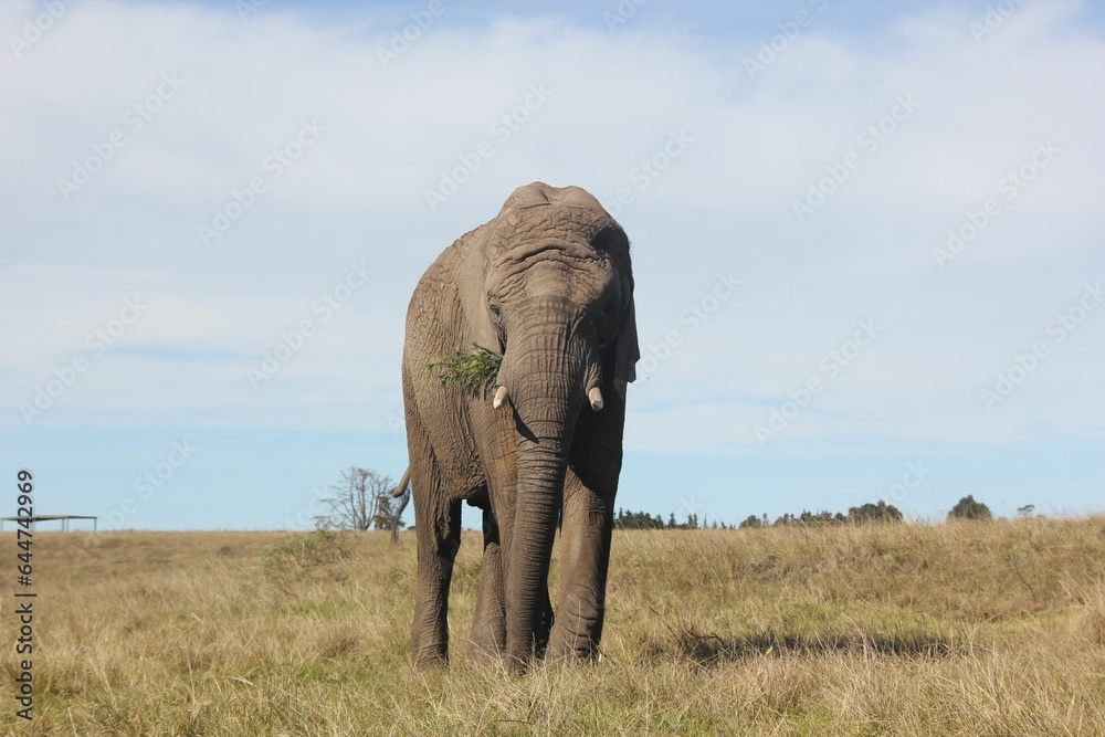 Obraz premium elephant