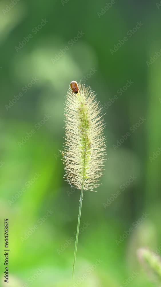 Setaria Viridis swaying in the wind due to backlight at nature field Setaria Viridis swaying in the wind due to backlight at nature field