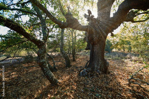 Oak Tree. Zamora Province, Spain