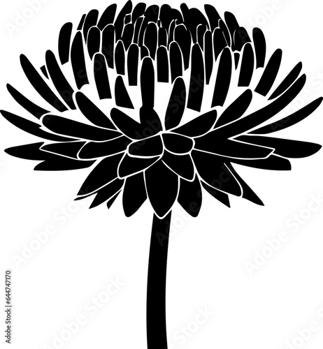 Cephalotaceae icon 1