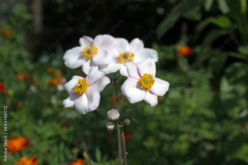 White Anemone or Anemone (Anemone) blooming in a beautiful green garden White Anemone or Anemone (Anemone) blooming in a beautiful green garden