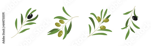 Olive Branches with Olives Green and Black Vector Set