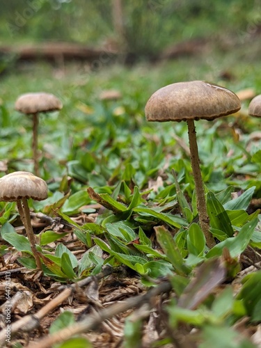 boletus edulis mushroom  oomushroom, forest, nature, fungus, autumn, food, grass © nadishka
