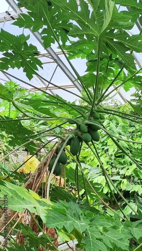 Papayer, Carica papaya. petit arbre fruitier tropical dans une serre  photo