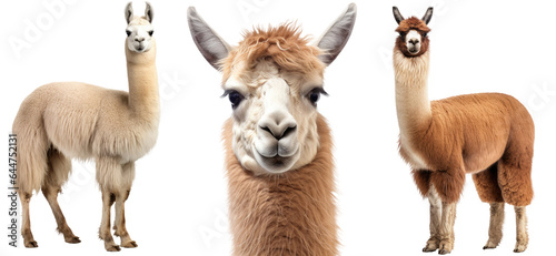 Llama collection (portrait, standing), animal bundle isolated on a white background as transparent PNG photo