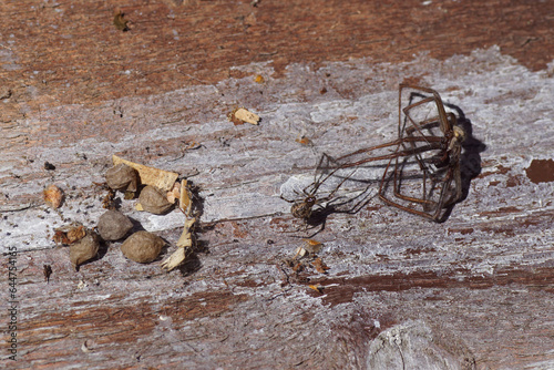 Common house spider, American house spider (Parasteatoda tepidariorums) pulls a dead Housespider (Tegenaria) to its nest with spherical paper-like egg sacs and spider nymphs. photo