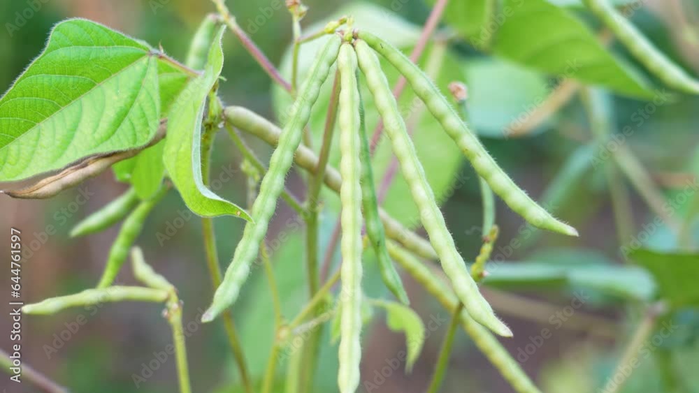 Mung bean pods, crop planting at the fields Mung bean pods, crop planting at the fields