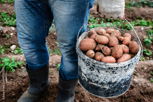 Farmer with bucket of freshly harvested potatoes in the field.
