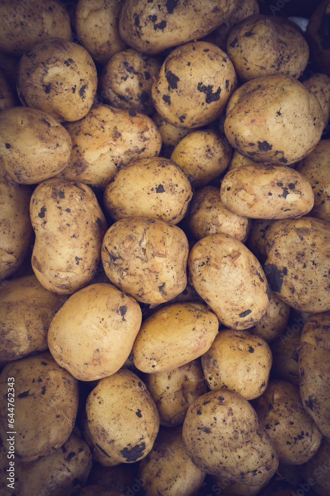 Fresh Organic Whole Potato. Farmers Market Fresh Organic Whole Potato. Farmers Market