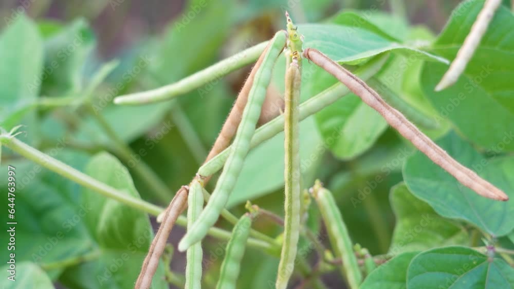 Mung bean pods, crop planting at the fields Mung bean pods, crop planting at the fields