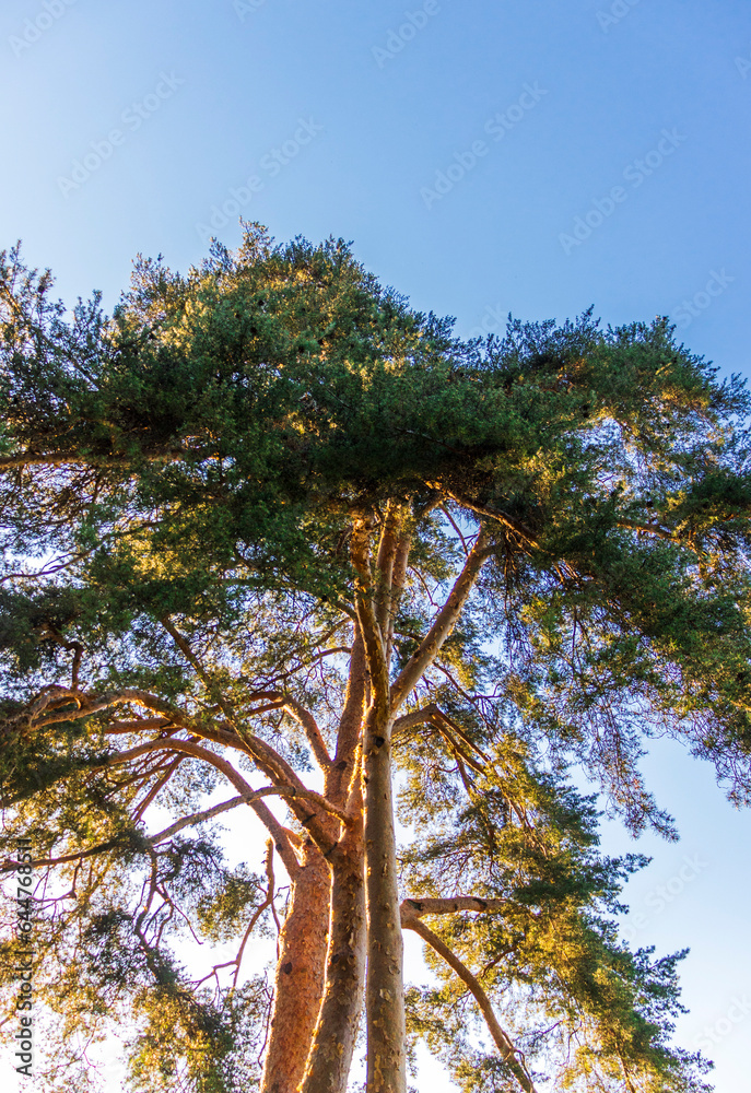 Fototapeta premium Shot of the big pine tree. Nature