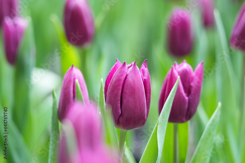 Violet Tulip bulbs in the garden.