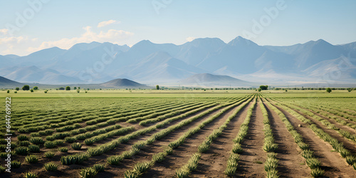 Agriculture Fertile Field of Organic Crops .  Organic Crop Farming Fertile Agriculture Fields