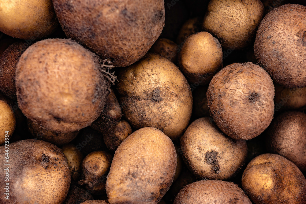 Fresh raw potatoes background or texture. Fresh raw potatoes background or texture.