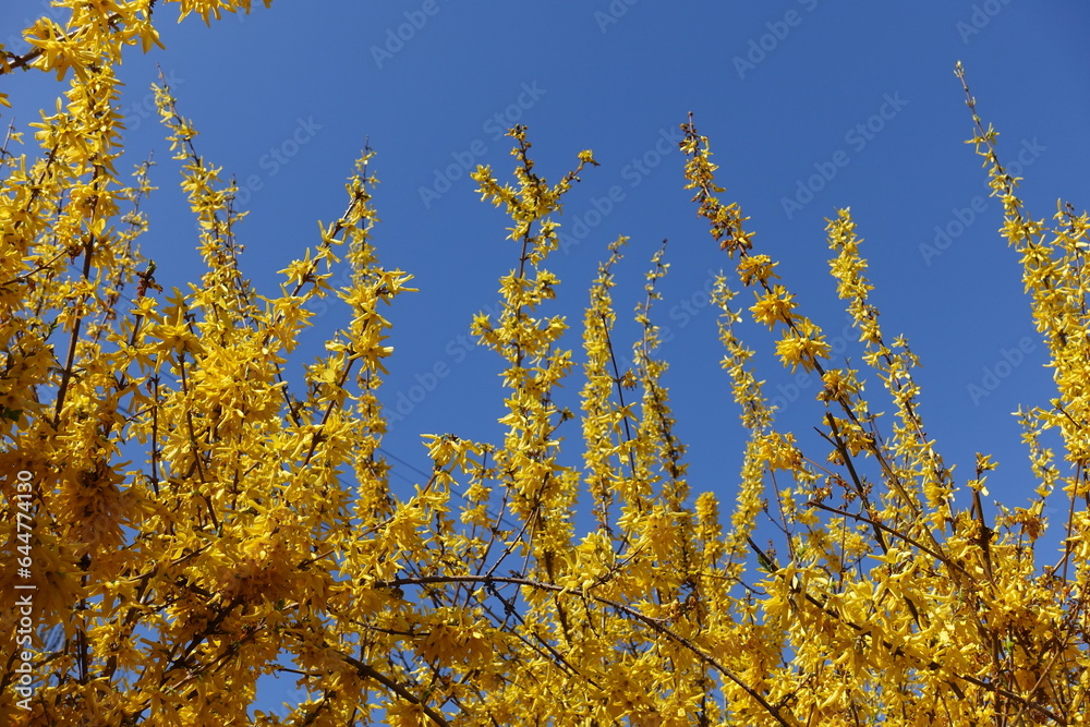 Golden yellow flowers of forsythia against blue sky in April Golden yellow flowers of forsythia against blue sky in April