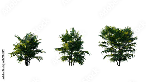Set of palm trees isolated on a transparent background 