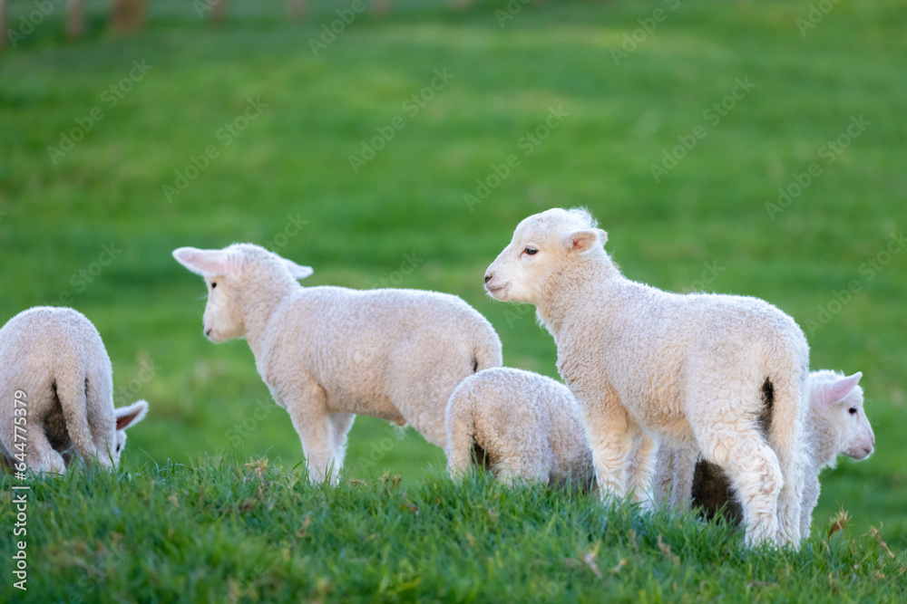Fototapeta premium A flock of lambs in a field on the farm
