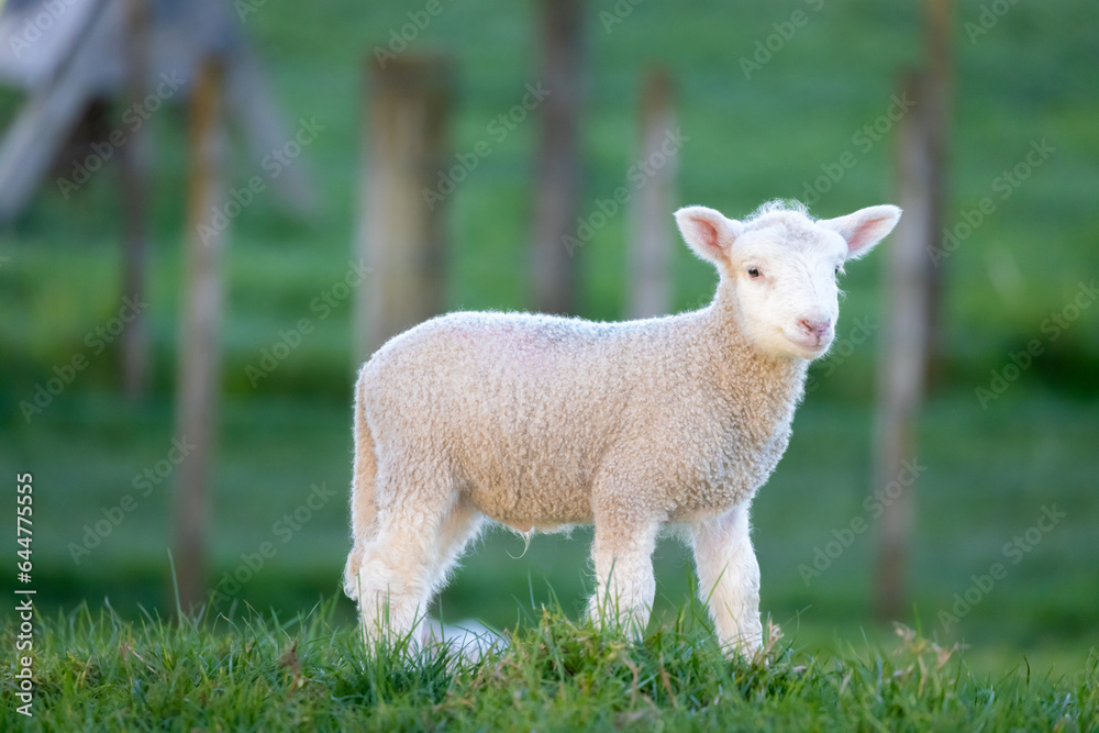 Portrait shot of a cute spring lamb Portrait shot of a cute spring lamb
