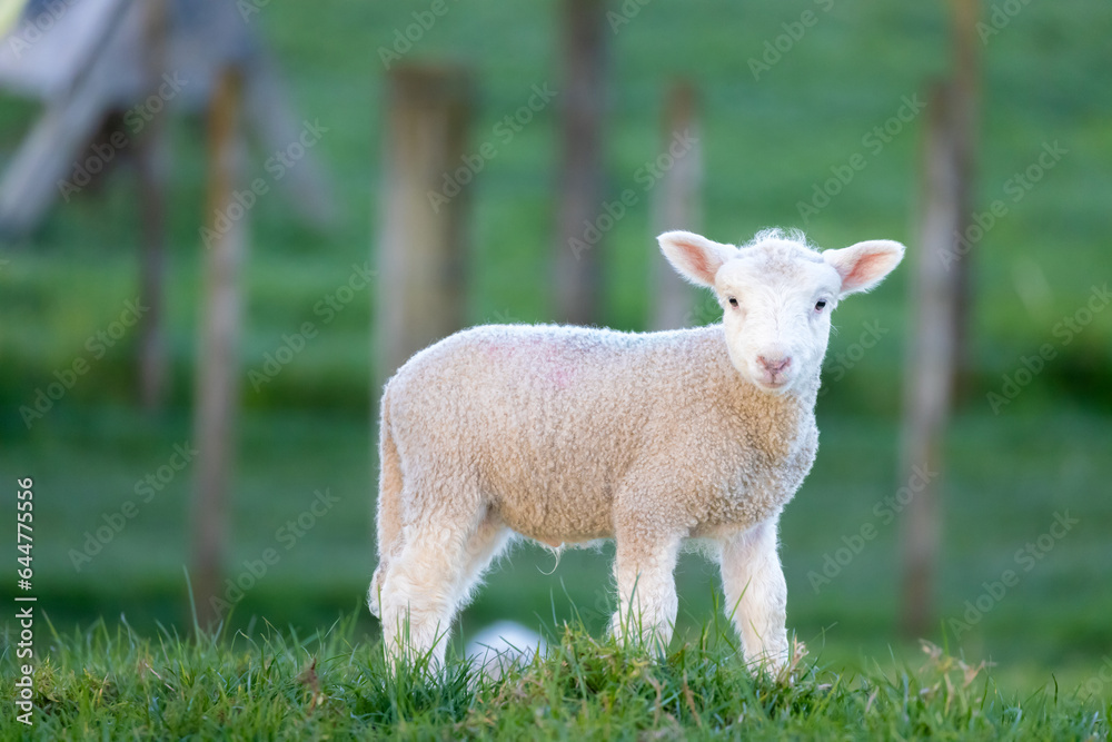 Obraz premium Portrait shot of a cute spring lamb