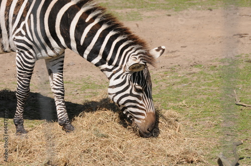 zebra portrait
