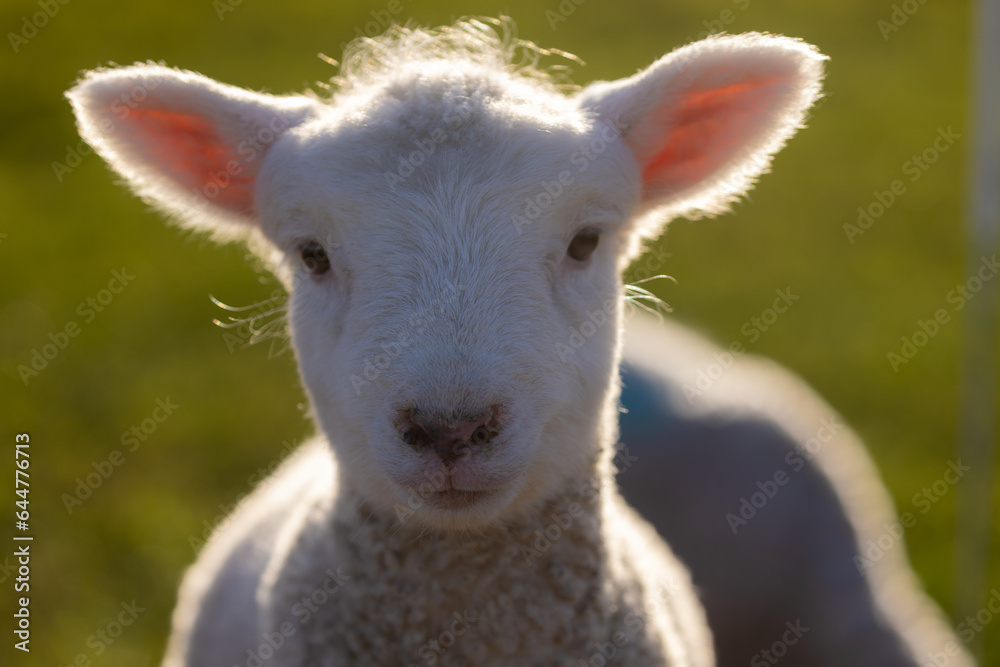 Close up portrait shot of a cute spring lamb