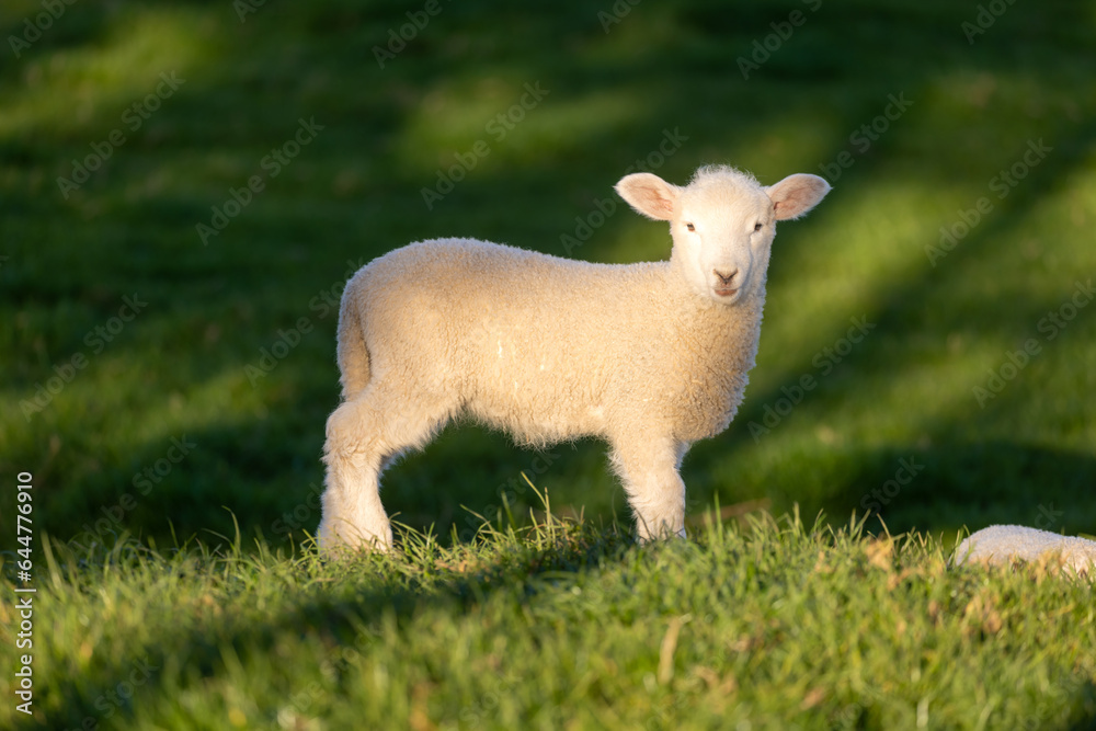 Portrait shot of a cute spring lamb