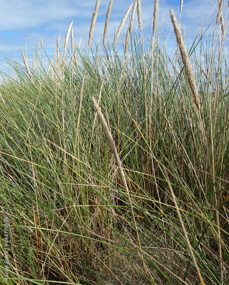 Naklejka premium DUNES DE SABLE - Oyats - roseau des sables 4