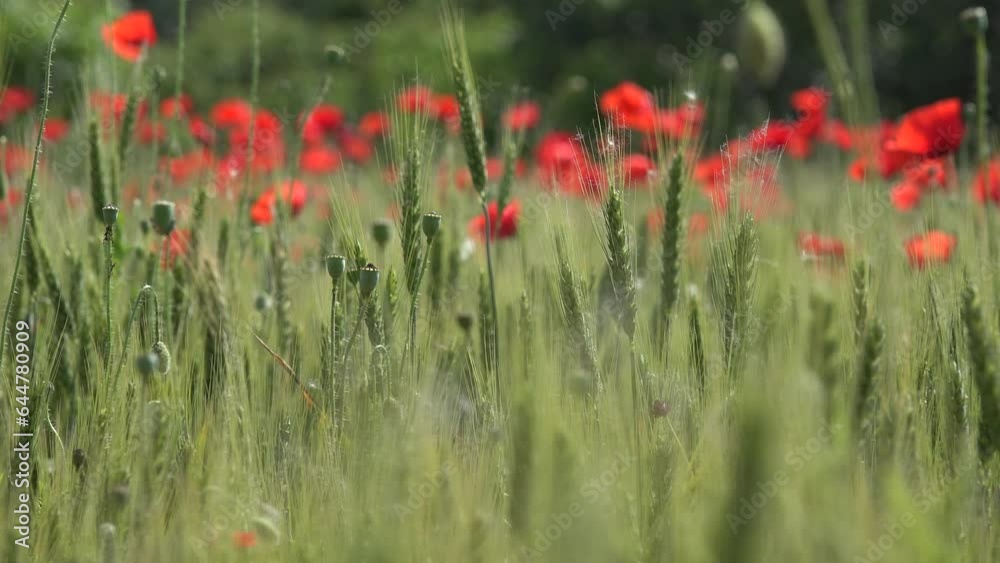 Agriculture Wheat Harvest in Poppy Field Sunset, Red Flowers, Rye View Cereal Agriculture Wheat Harvest in Poppy Field Sunset, Red Flowers, Rye View Cereal