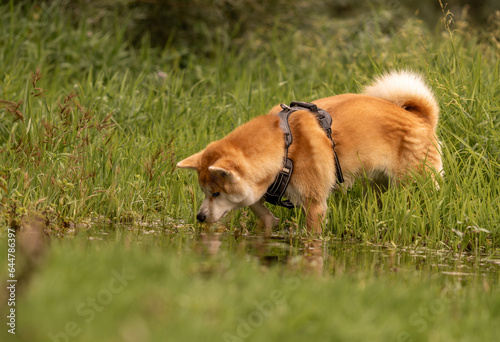 Un akita qui aime l'eau en plein été, au bord d'une rivière à l'ombre