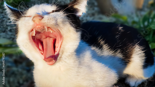 Close-up of a cat. The cat opened her mouth. The cat yawns.