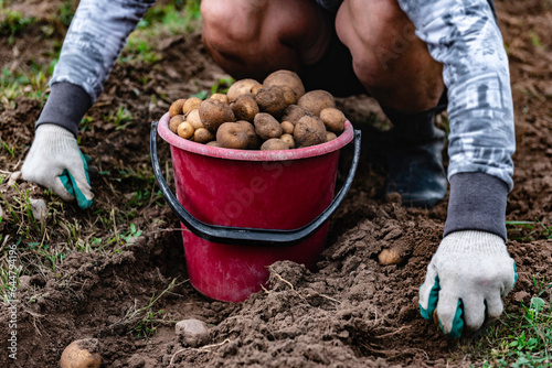 A farmer collects potatoes in bucket in the field. Harvest potatoes.