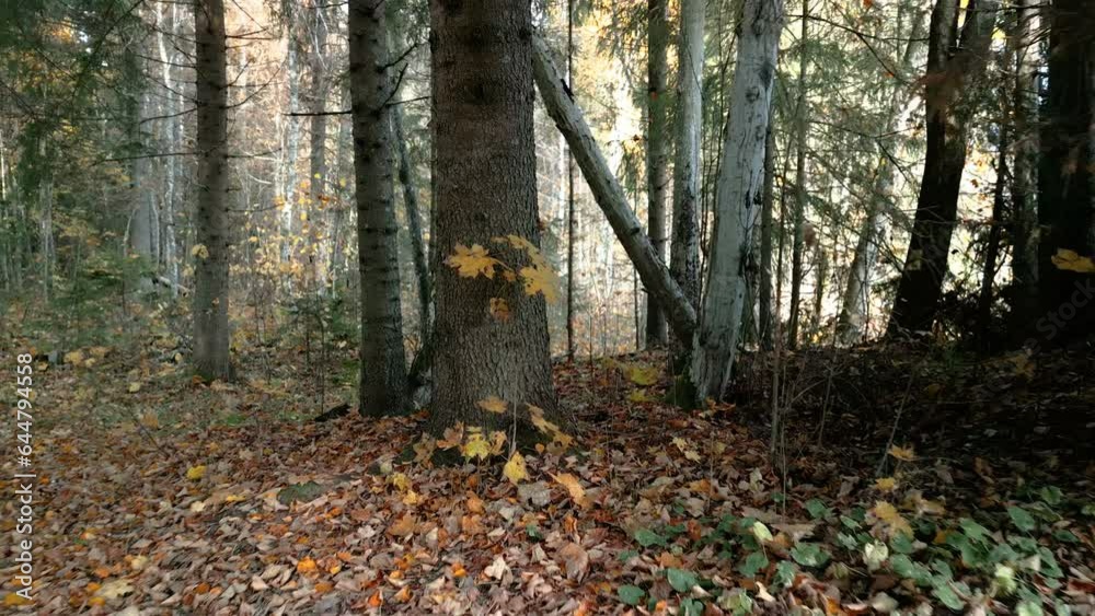 The yellow maple leaves on the ground in the forest from the tall maple tree in Estonia