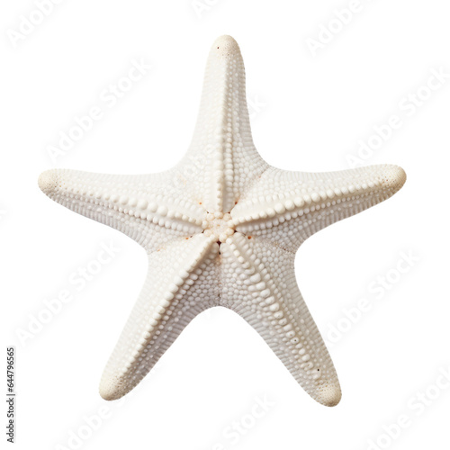 white starfish isolate on white background