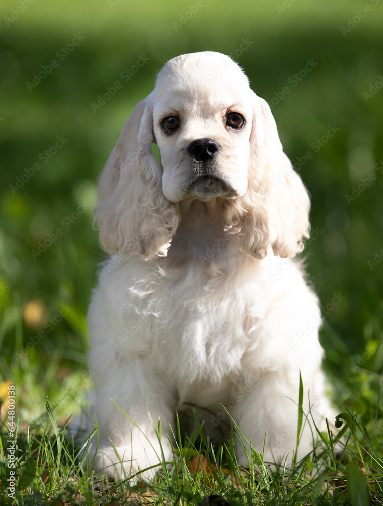 Puppy American cocker spaniel on green grass in the sun; background Puppy American cocker spaniel on green grass in the sun; background