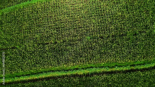 Green rice crop stalks in plantation field patches in Ubud, Bali. photo
