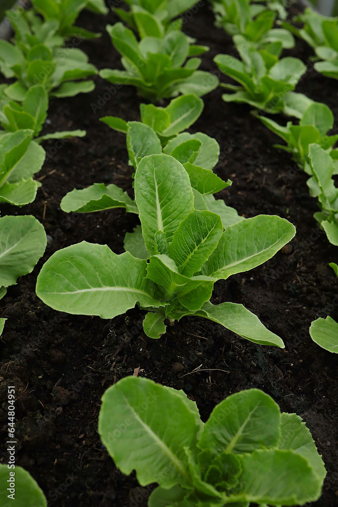 Gardening and vegetable cultivation Gardening and vegetable cultivation