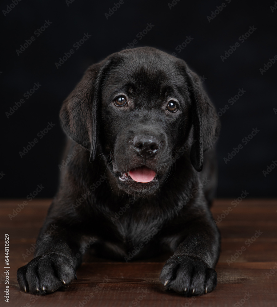 Black labrador puppy lying on dark background