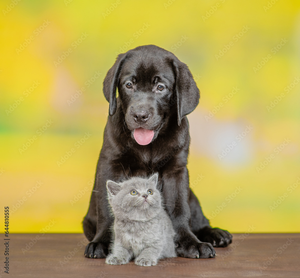 Black labrador puppy hugs tiny kitten at summer park Black labrador puppy hugs tiny kitten at summer park