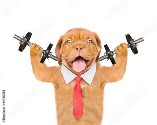 Smart mastiff puppy wearing necktie lifts dumbbells. isolated on white background © Ermolaev Alexandr