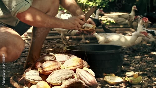 Process of breaking cacao fruit to remove the seeds to make chocolate while duck and chickens wait in the background, sustainable self-sufficient lifestyle