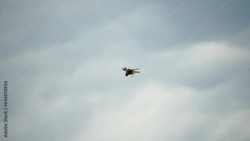 Predator falcon bird hovering in air, hunting for food on ground. Soaring falcon or hawk froze in the air above the ground, ready to rush down for prey. Slow motion Predator falcon bird hovering in air, hunting for food on ground. Soaring falcon or hawk froze in the air above the ground, ready to rush down for prey. Slow motion