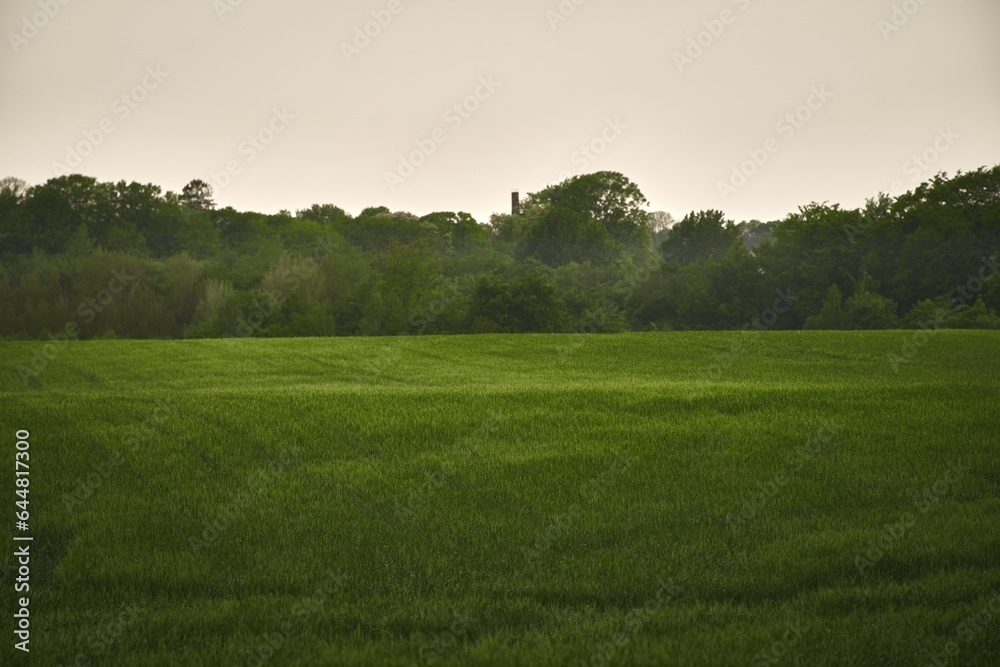 Green vibrant field in spring