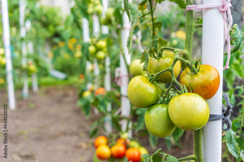 Vibrant organic, homegrown tomato plants