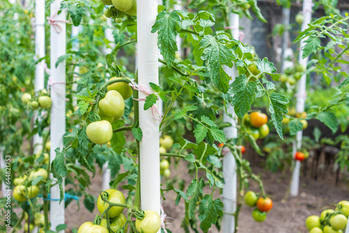 Slika na platnu Vibrant organic, homegrown tomato plants