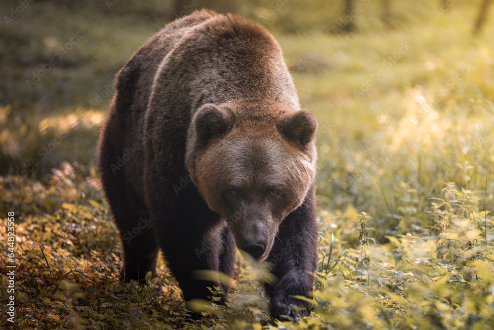 Fototapeta premium brown bear cub