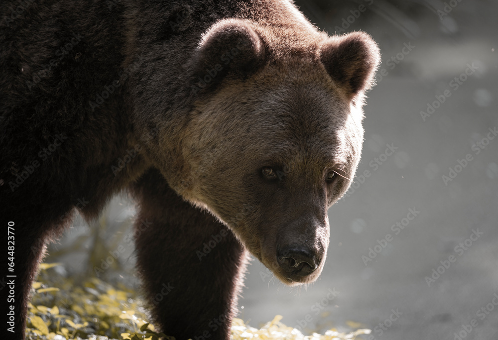 Fototapeta premium brown bear cub