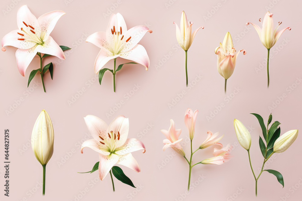 Collection of beautiful Lily flowers on solid background.