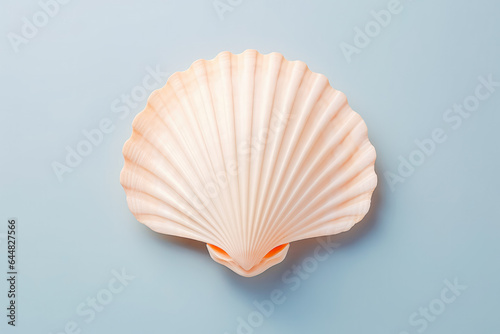 Beautiful sea shell on solid studio background. Ocean summer and vacation concept.